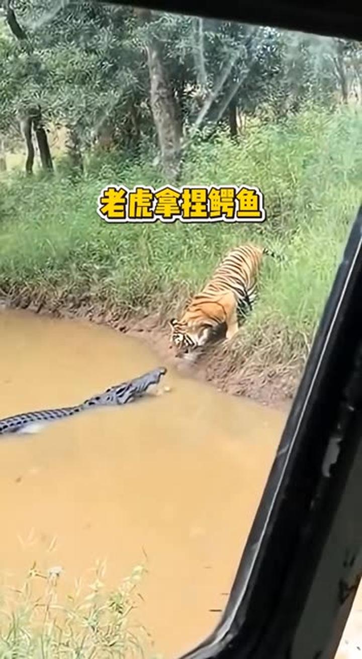 老虎轻松拿捏鳄鱼,水中霸主也只能乖乖就范