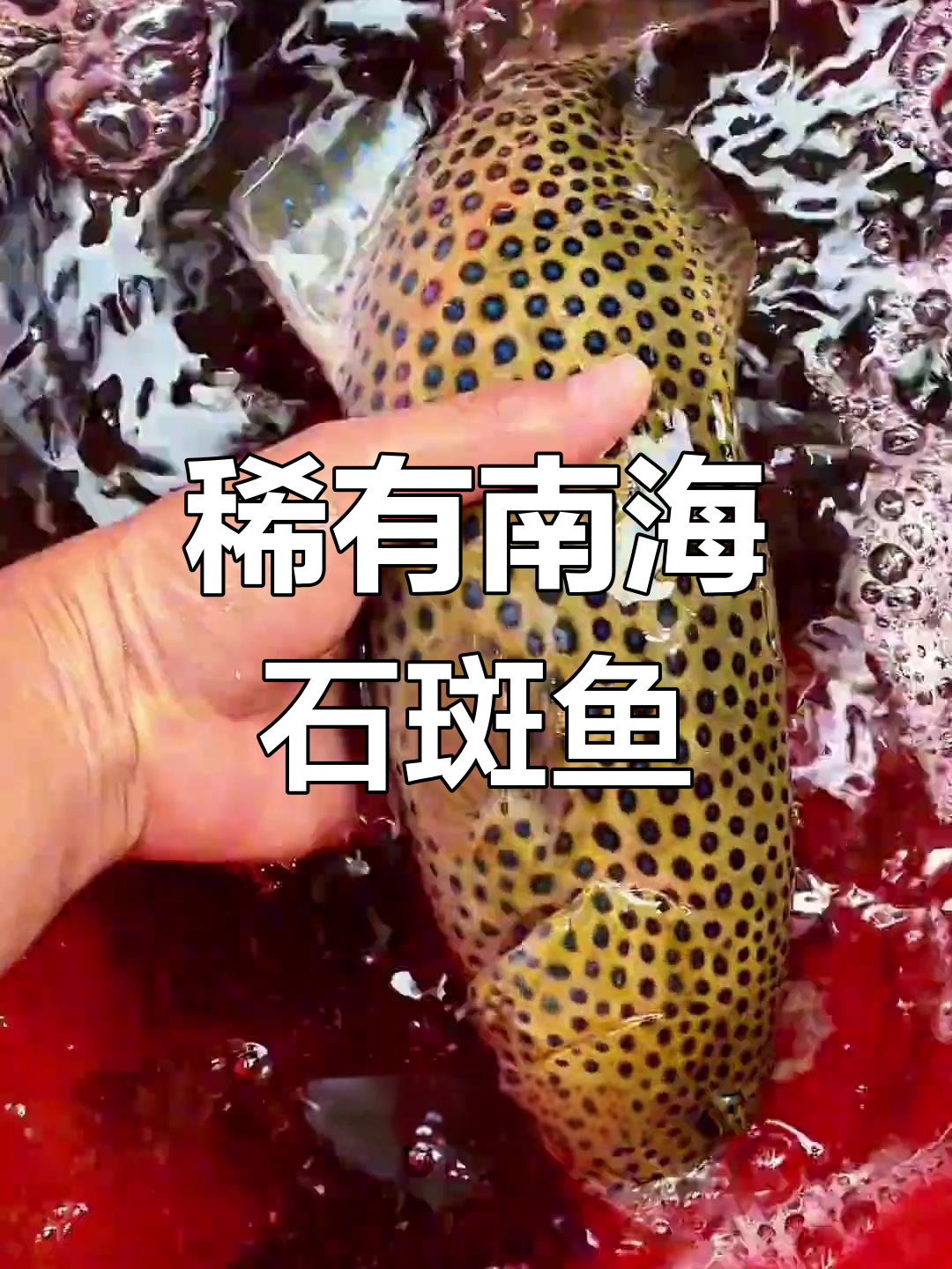 南海稀少珊瑚鱼种类揭秘