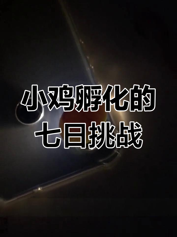 芦丁鸡孵化日记:第七天照蛋,小生命们发育得怎么样?