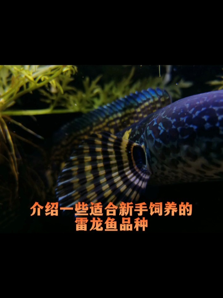 介绍一些适合新手的雷龙鱼品种