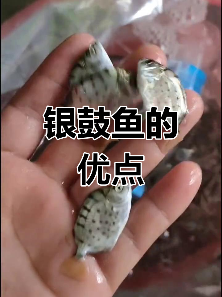 银鼓鱼生长迅速,抗病力强,是混养虾的完美伙伴