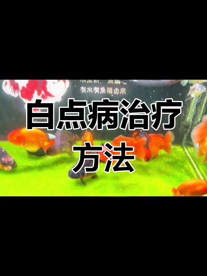 金鱼白点病治疗全攻略:如何有效控制