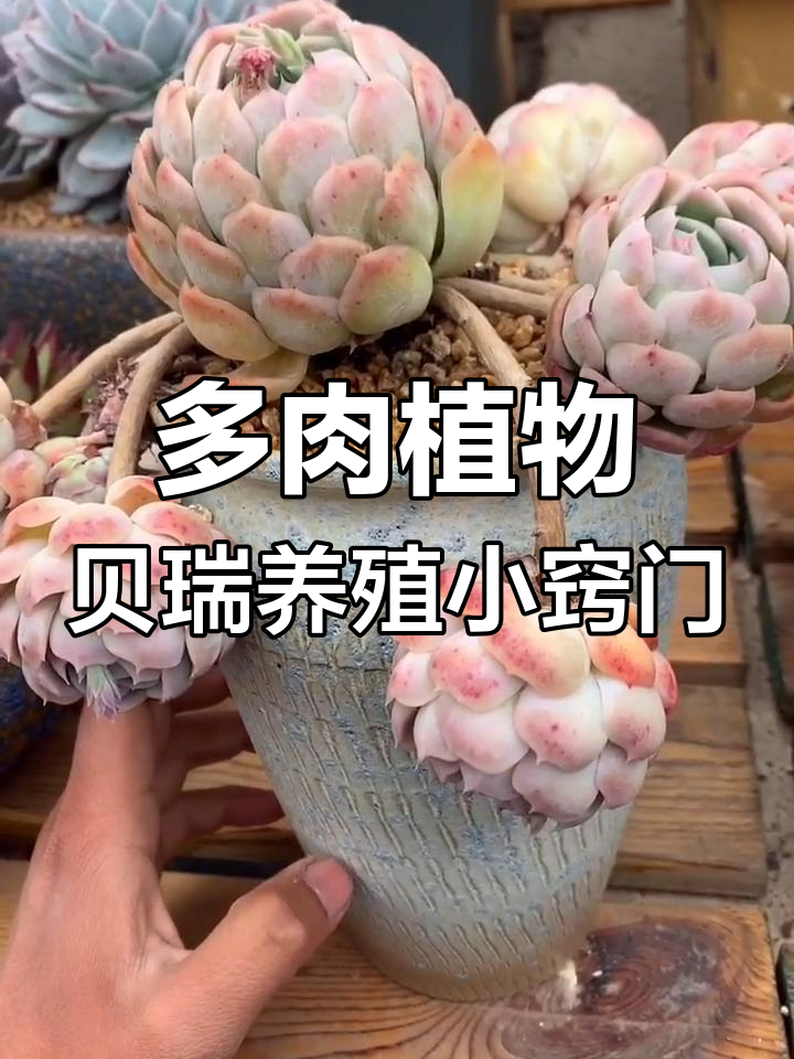 贝瑞多肉养护技巧：从盆土到浇水全攻略