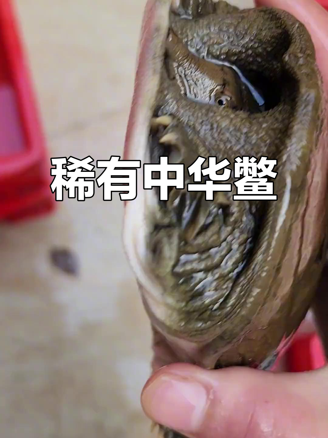 野生中华鳖罕见超两斤，头部特征明显