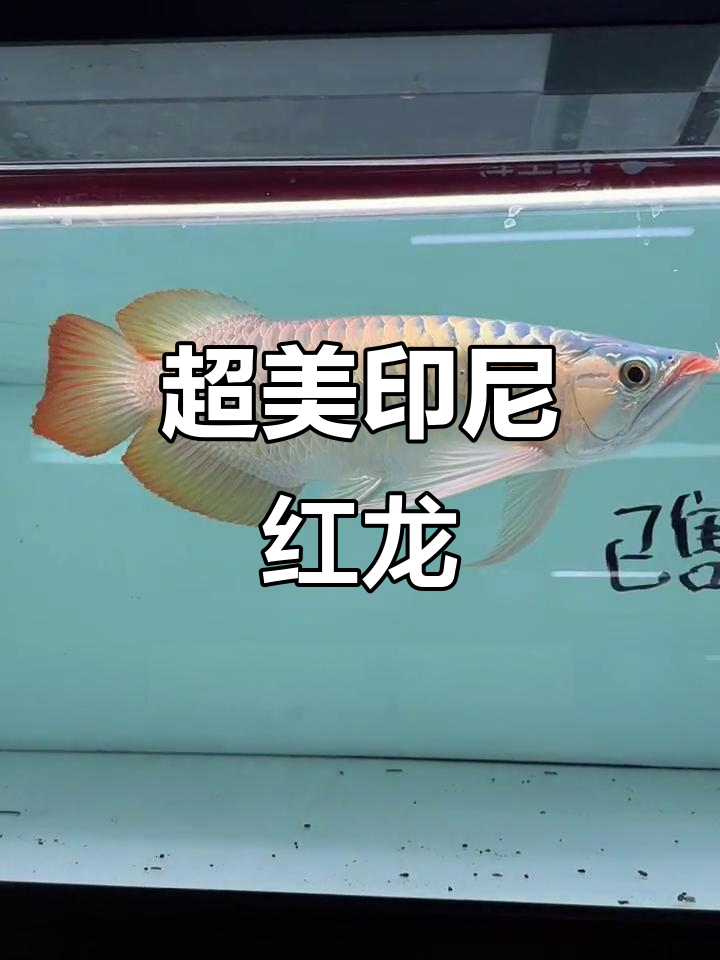 印尼红龙鱼：瘦长身形，鳍尾如刀，颜值爆表！