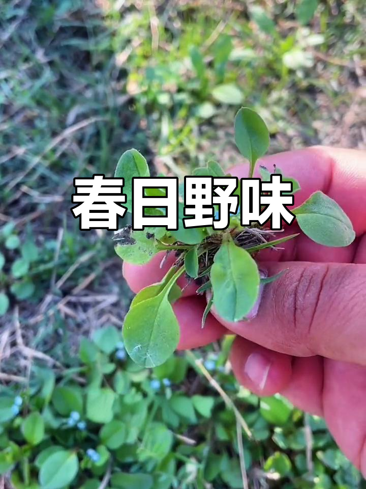 春季野菜,地胡椒与黄瓜香,独特美味值得一试
