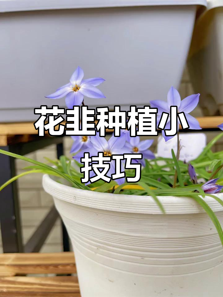 从韭菜到花韭,蓝紫色六瓣花开惊艳阳台