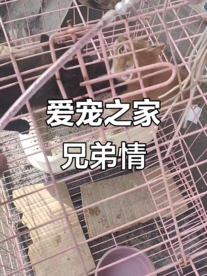烟台蓬莱爱心宠物用品店,兄弟情深!