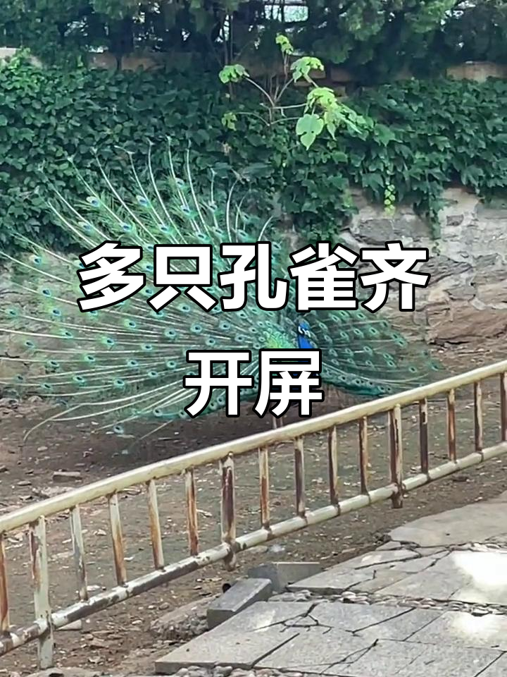 孔雀开屏大秀，惊艳全场！