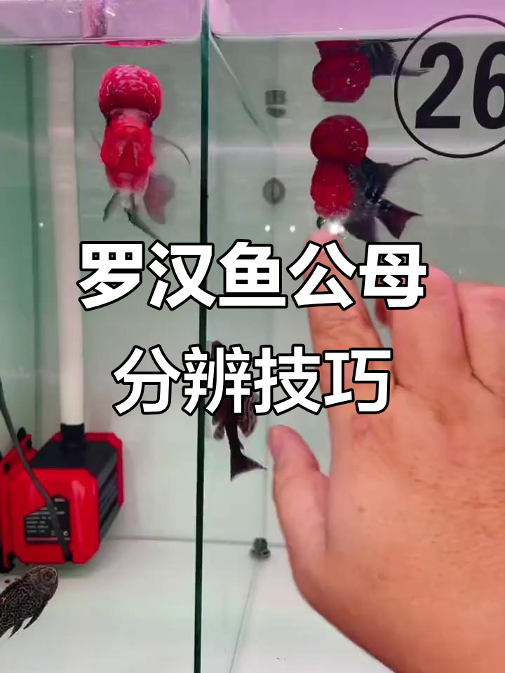 如何区分罗汉鱼的公母？看生殖器和下颚特征