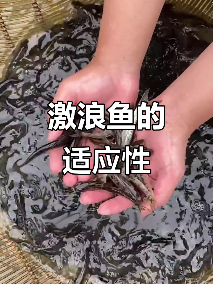 二代激浪鱼,肉质鲜美,适应各种水质环境