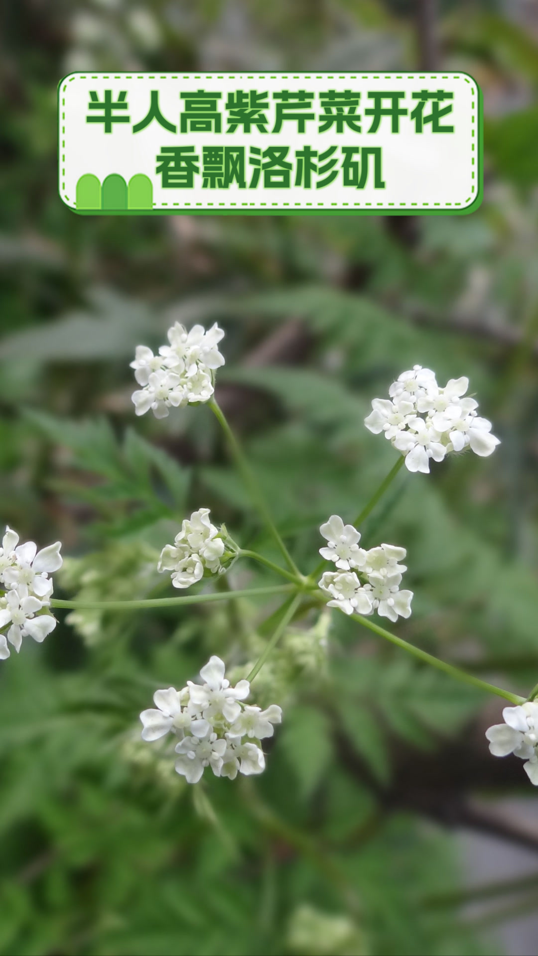 半人高紫芹菜开花,香飘洛杉矶
