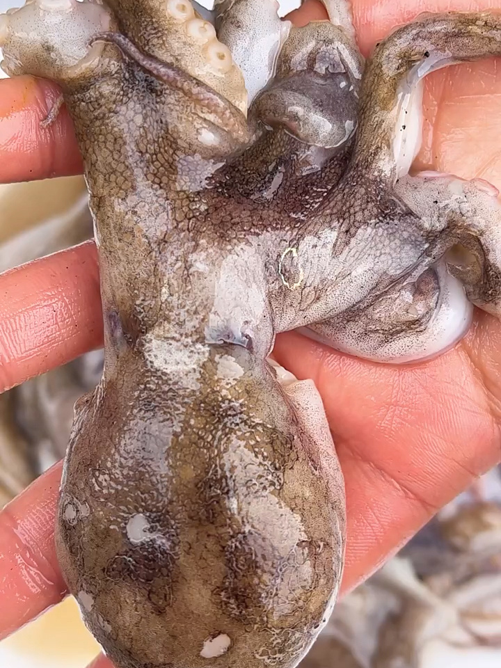 今天教大家如何清理八爪鱼