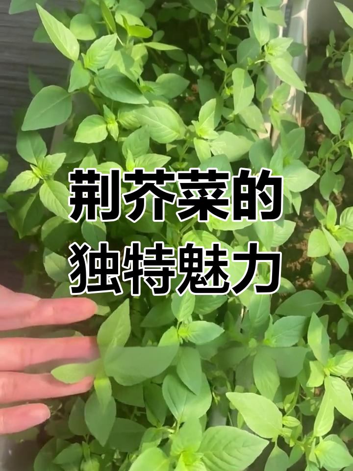 河南夏季必备荆芥菜,香气独特让人怀念