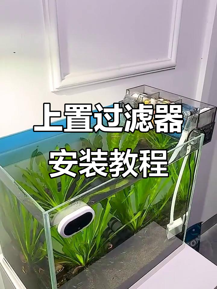 鱼缸过滤系统全解析:打造自然循环水生态