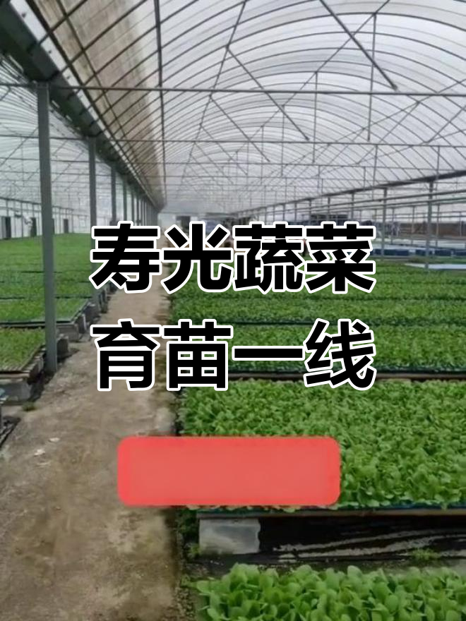 山东寿光蔬菜育苗基地:含氯甘榄品种优势突出,密植高产效果好