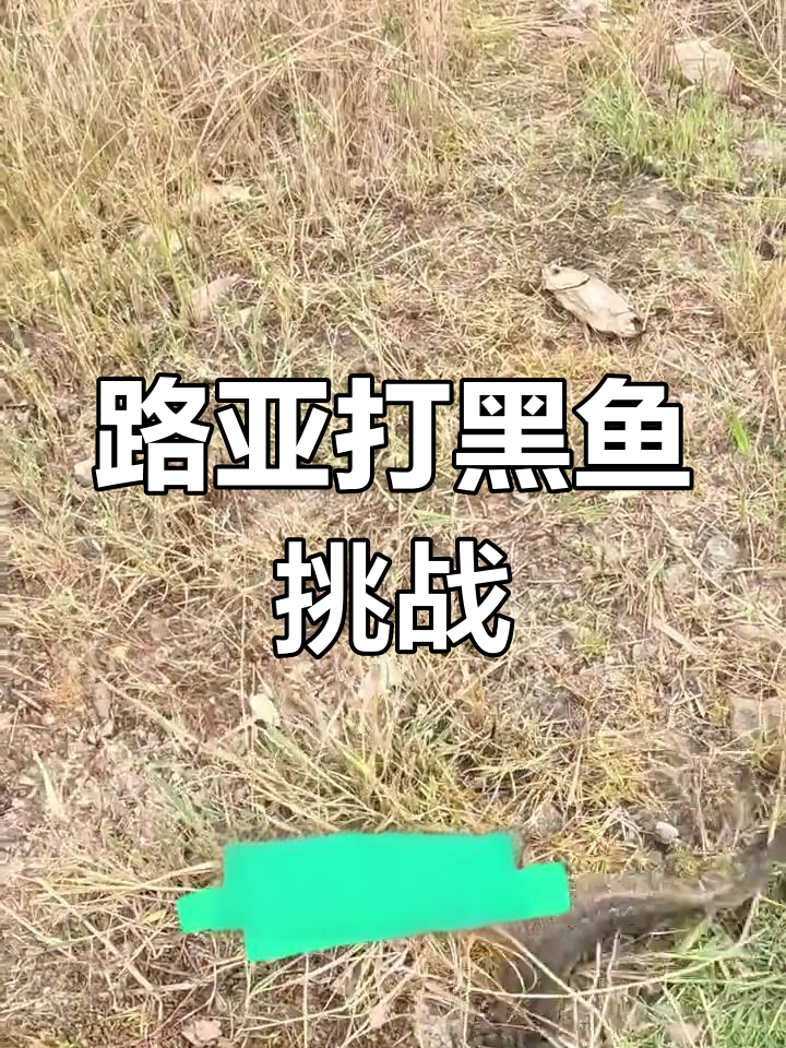亮水路亚黑鱼挑战:三四斤大黑鱼疯狂捕捉,零点八PE线极限对决