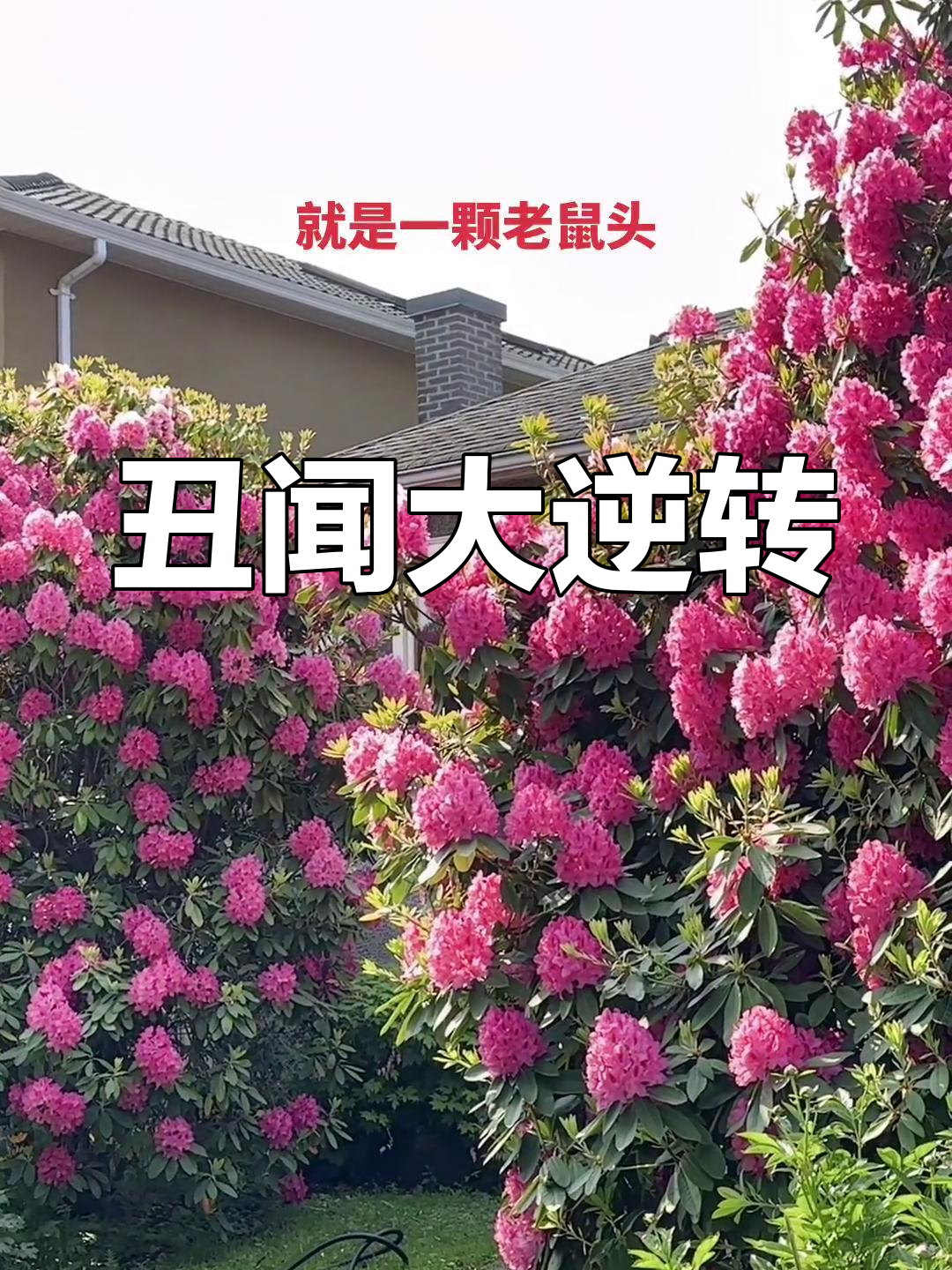 老鼠头事件三度反转,最终成全球笑话