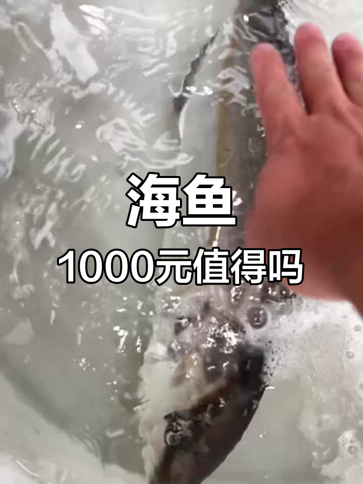 1000块空运的海鱼,值不值?海南红鱼的秘密