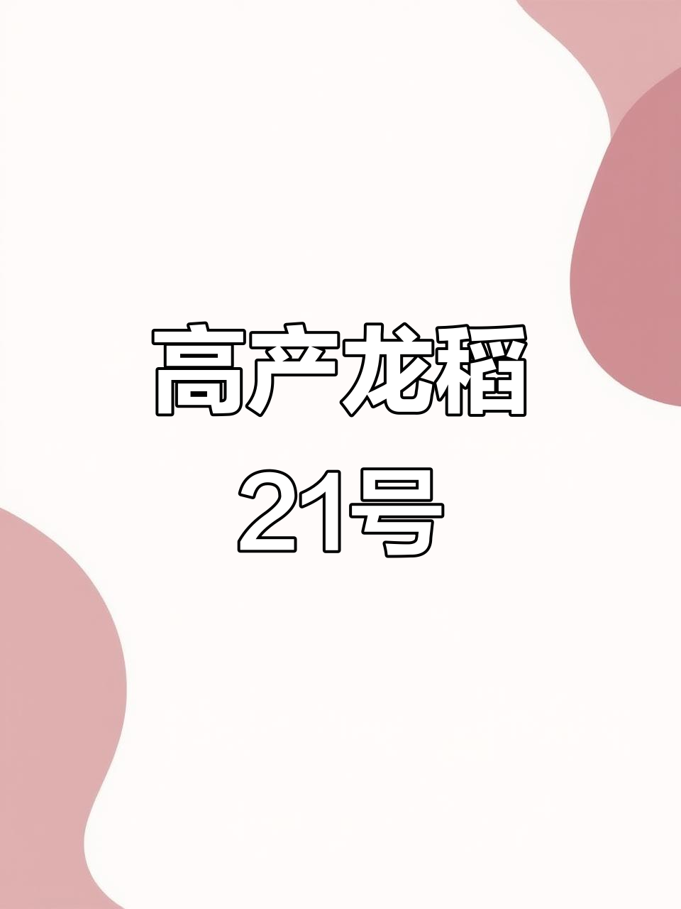 龙稻21 水稻:高产优质,抗逆性强