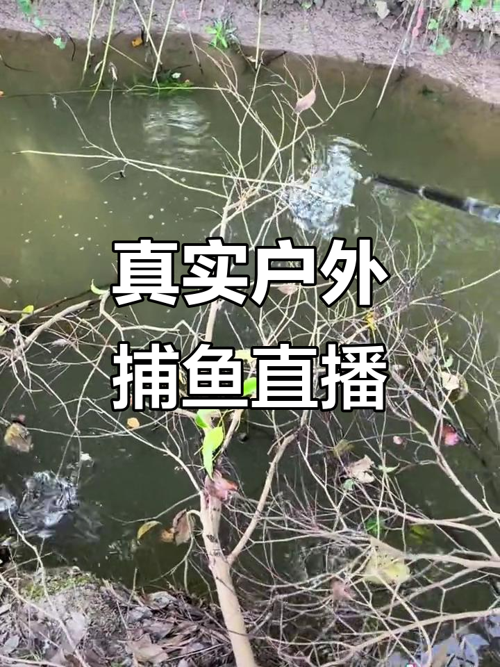 现场直播:真实户外捕鱼挑战,大炮出击惊险连连