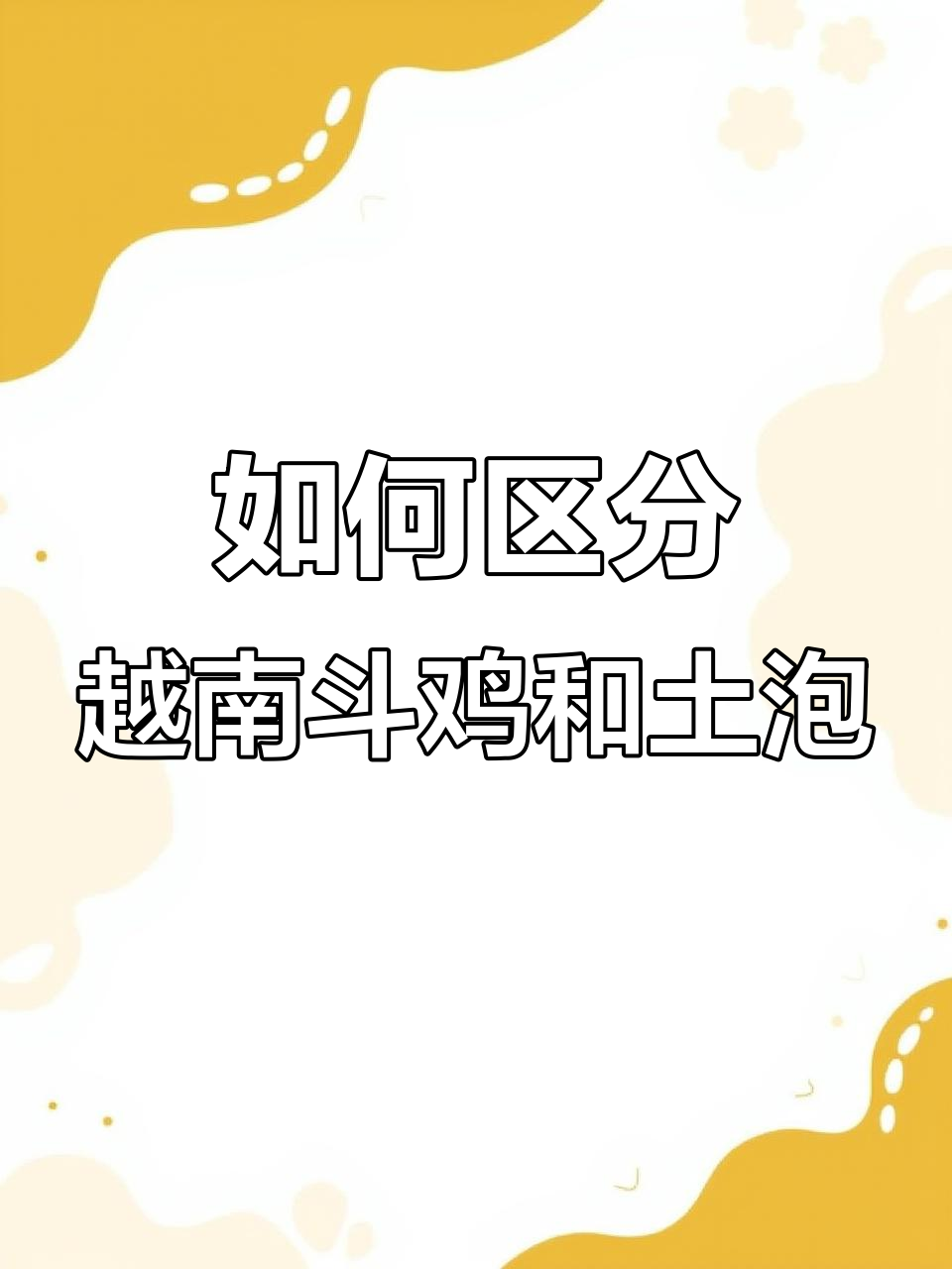 越南斗鸡与土炮的区别，你了解吗？