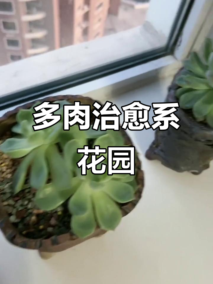 用多肉植物治愈生活，打造自己的宇宙花园