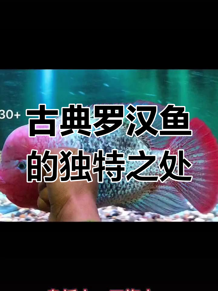古典罗汉鱼:魅力与体型并存