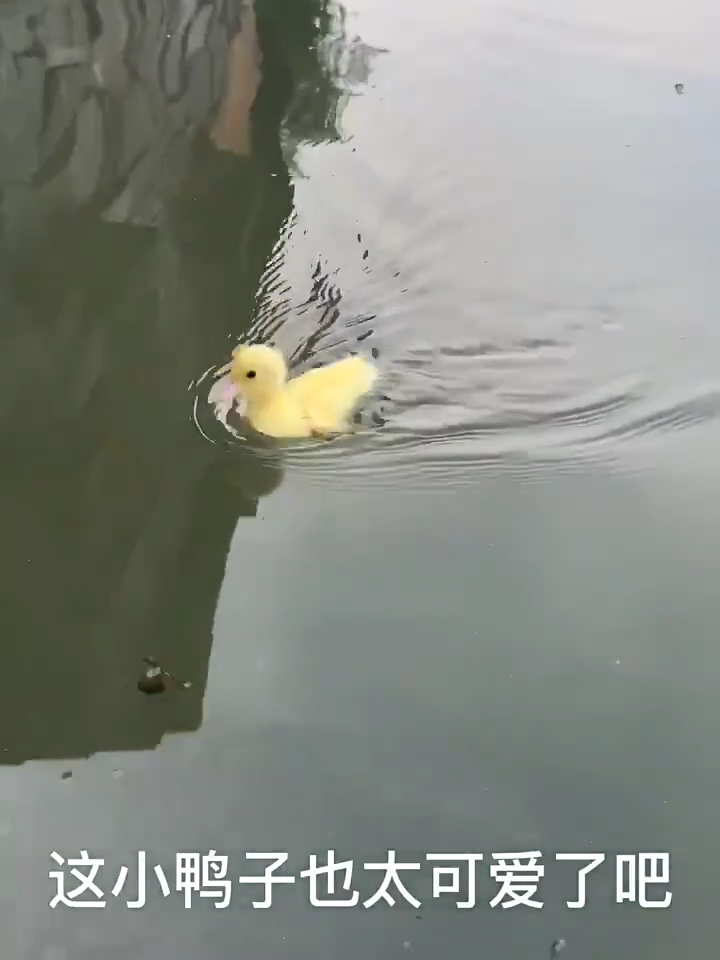 可爱的小鸭鸭