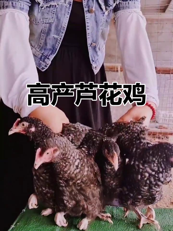 芦花鸡:公鸡肉质鲜美,母鸡产蛋量高