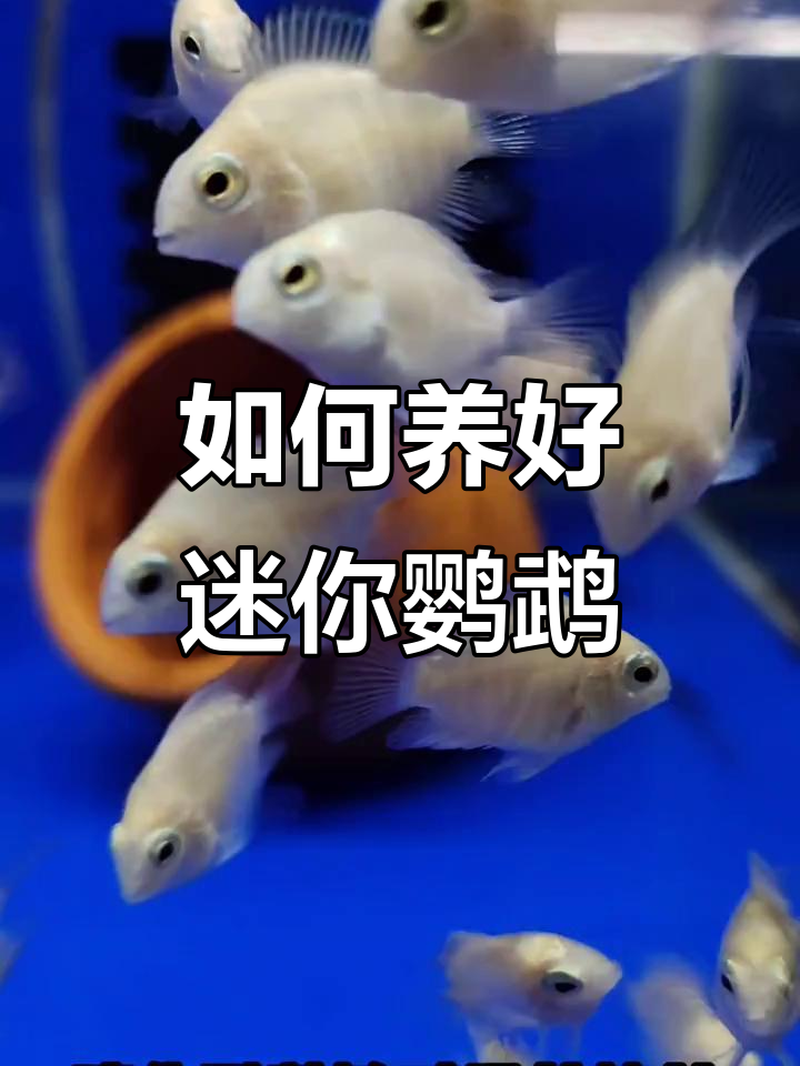 迷你鹦鹉鱼养殖技巧:温度、底沙与繁殖全攻略