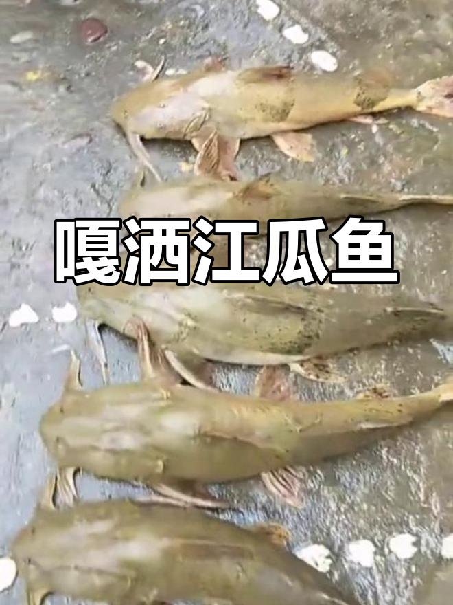 嘎洒江面瓜鱼:独特美味,不容错过