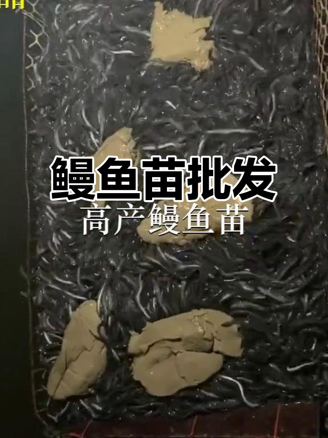 优质鳗鱼苗供应,深圳及惠州多地批发