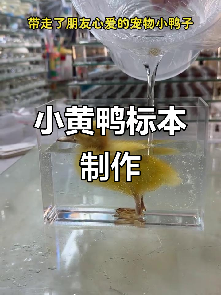 小黄鸭标本制作,毛茸茸的可爱模样让人怀念