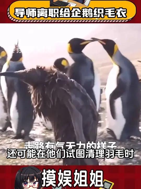 总有一天我会说出:“我要去南极给企鹅织毛衣” 人生是旷野 企鹅 南极 治愈