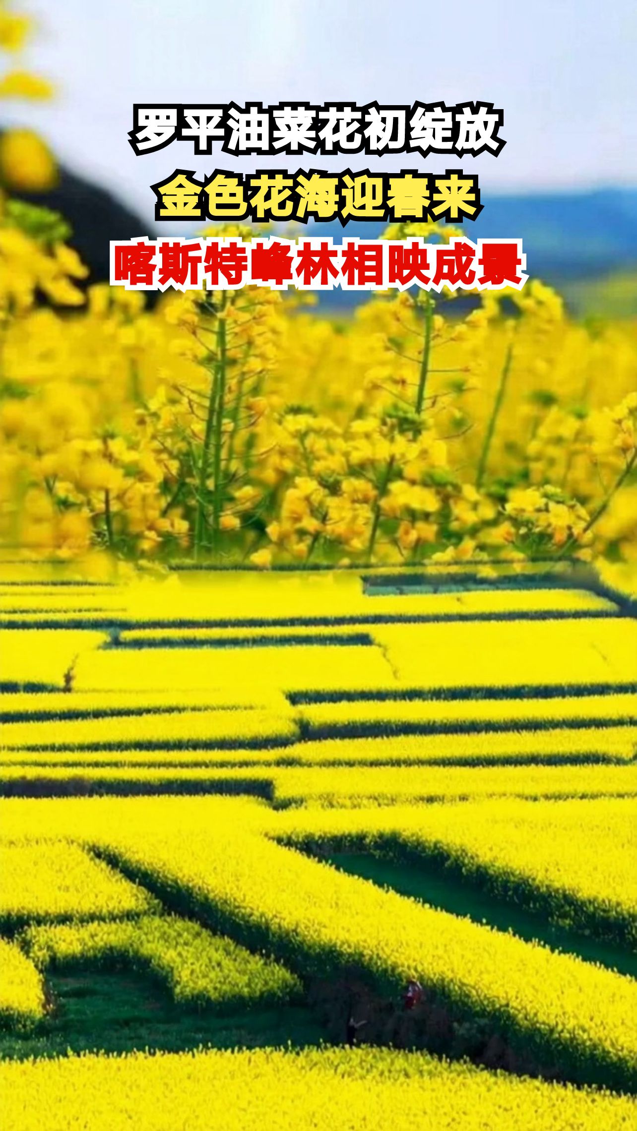 云南罗平百万亩油菜花盛开，金色浪潮席卷大地，你准备好打卡了吗？