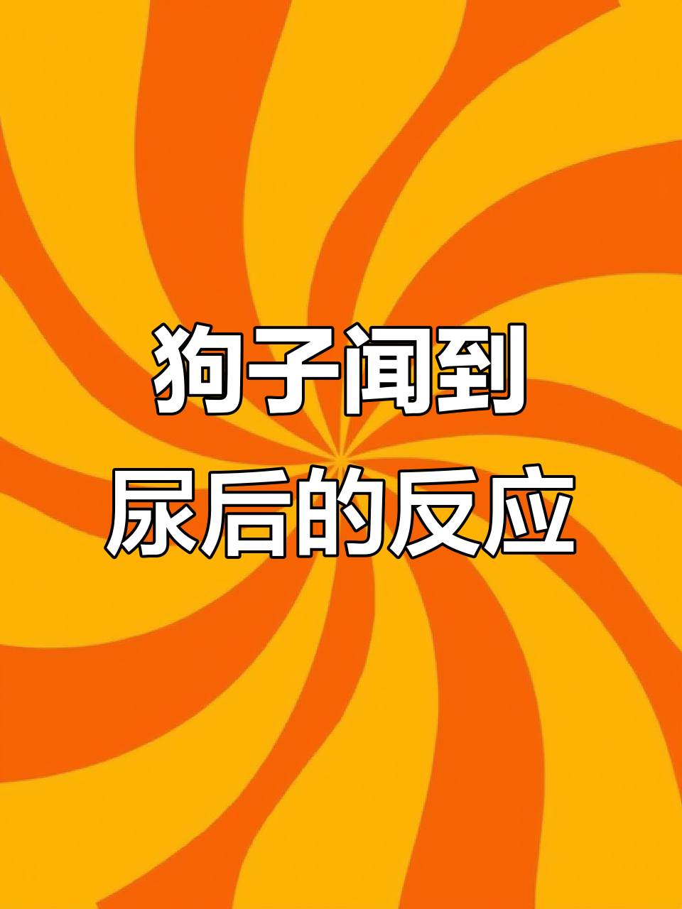 狗狗闻女神尿后，嘴巴抽搐流口水，表情太搞笑了