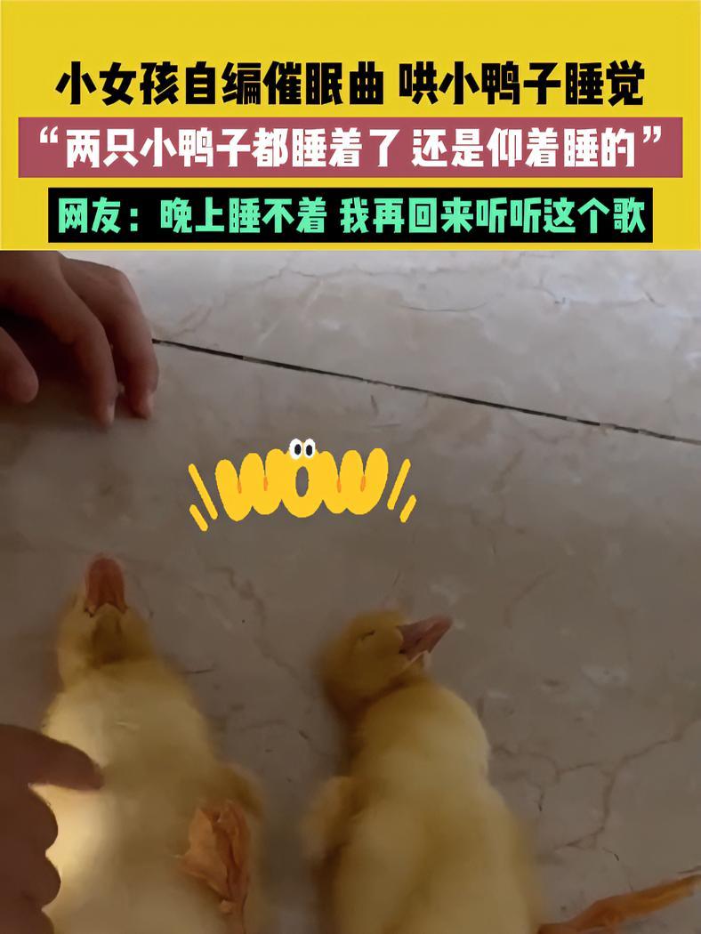 6月8日(发布)江西,小女孩自编催眠曲哄小鸭子睡觉,“两只小鸭子都睡着了,还是仰着睡的”,