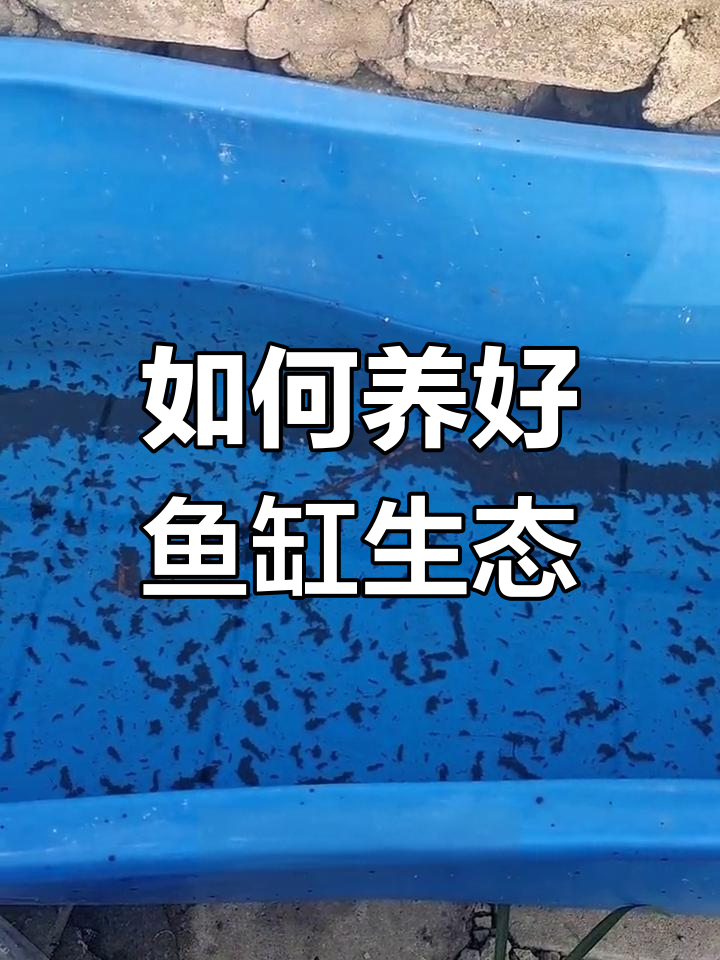 鱼缸生态系统建立全攻略