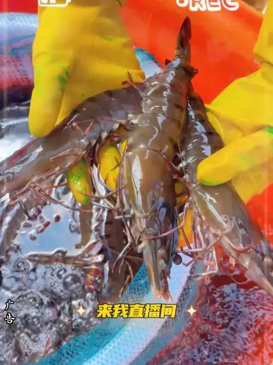不仅好吃 营养价值还高 多给孩子做着吃美食海鲜黑虎虾m