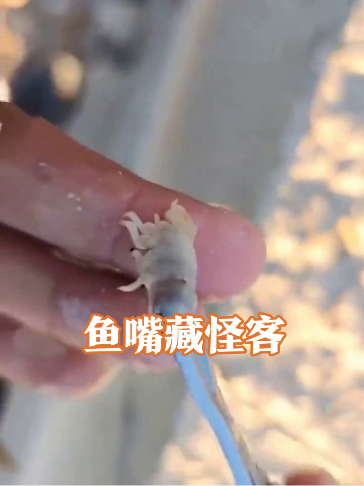 鱼嘴惊现神秘“小怪物”!钳子夹出瞬间笑喷了