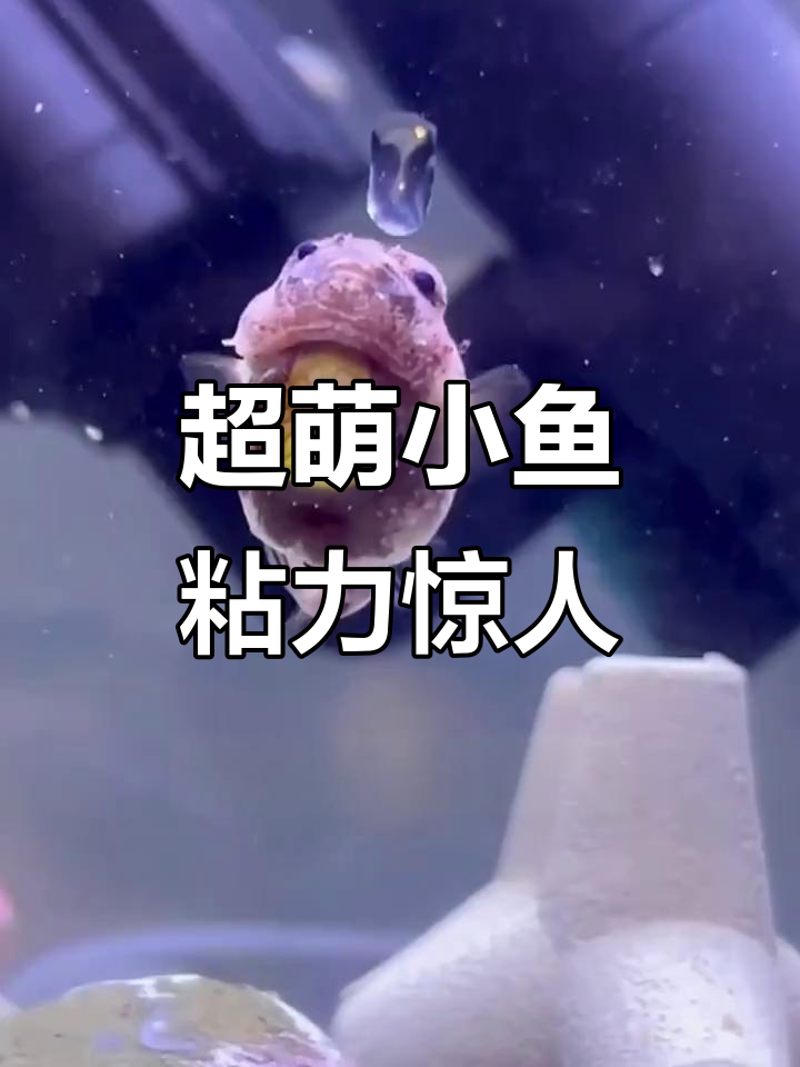 圆鳍鱼:可爱又搞笑,吸盘能力超强!