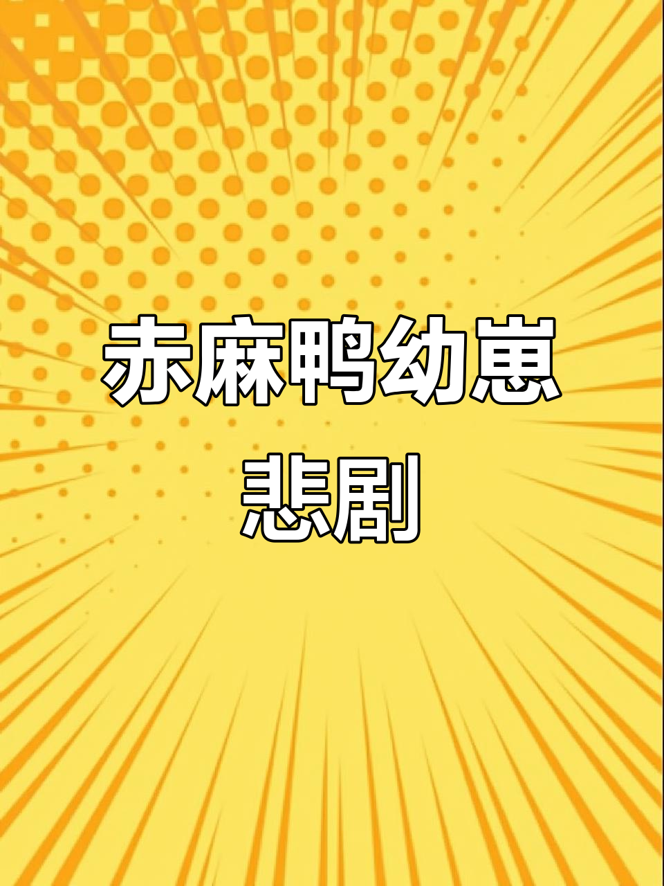 赤麻鸭产下十只幼崽,却全数夭折,生存堪忧