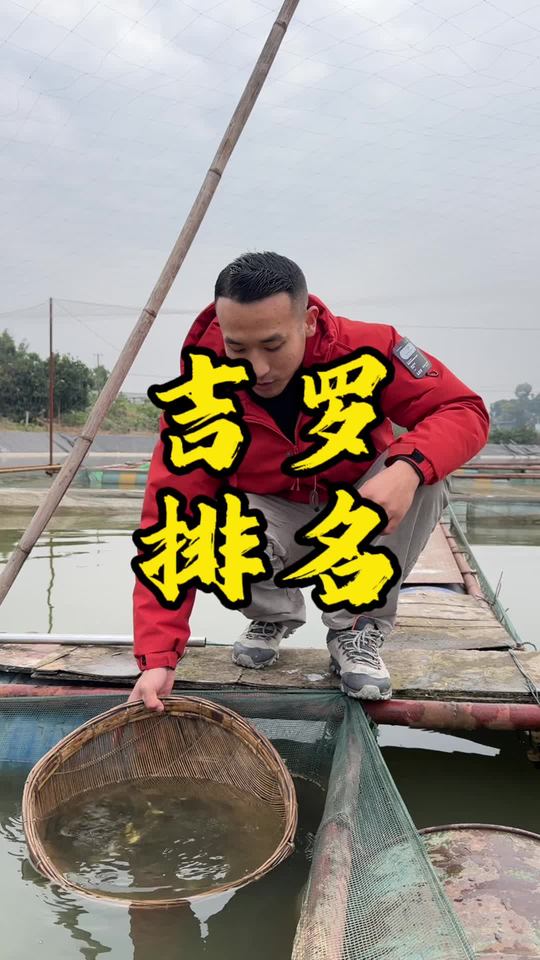 市场名贵吉罗鱼排名