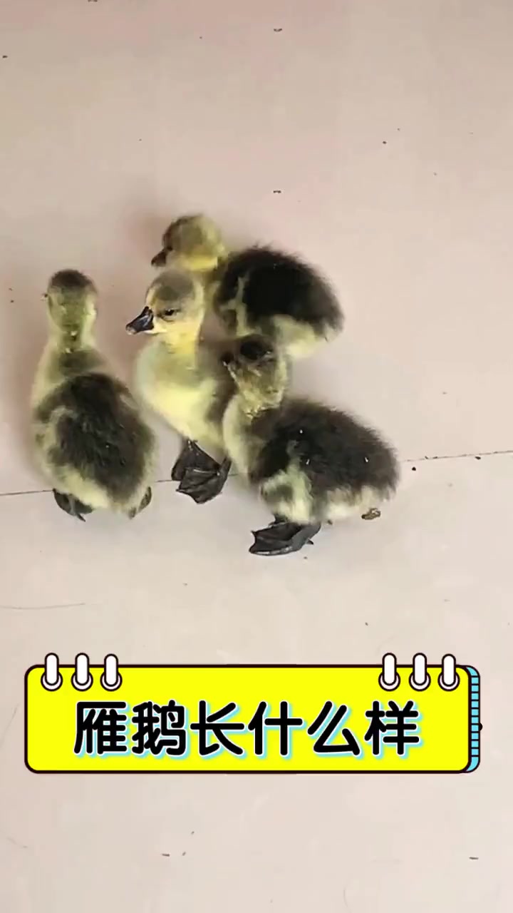 雁鹅长什么样