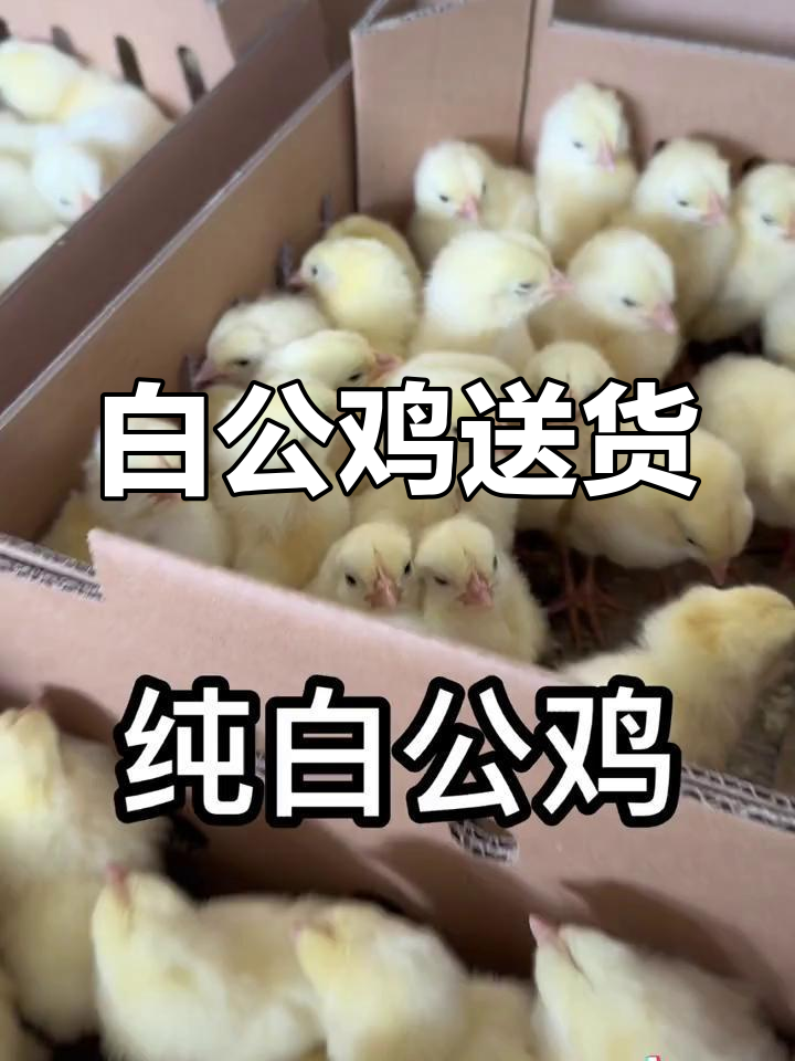 纯白公鸡苗,禹州送货