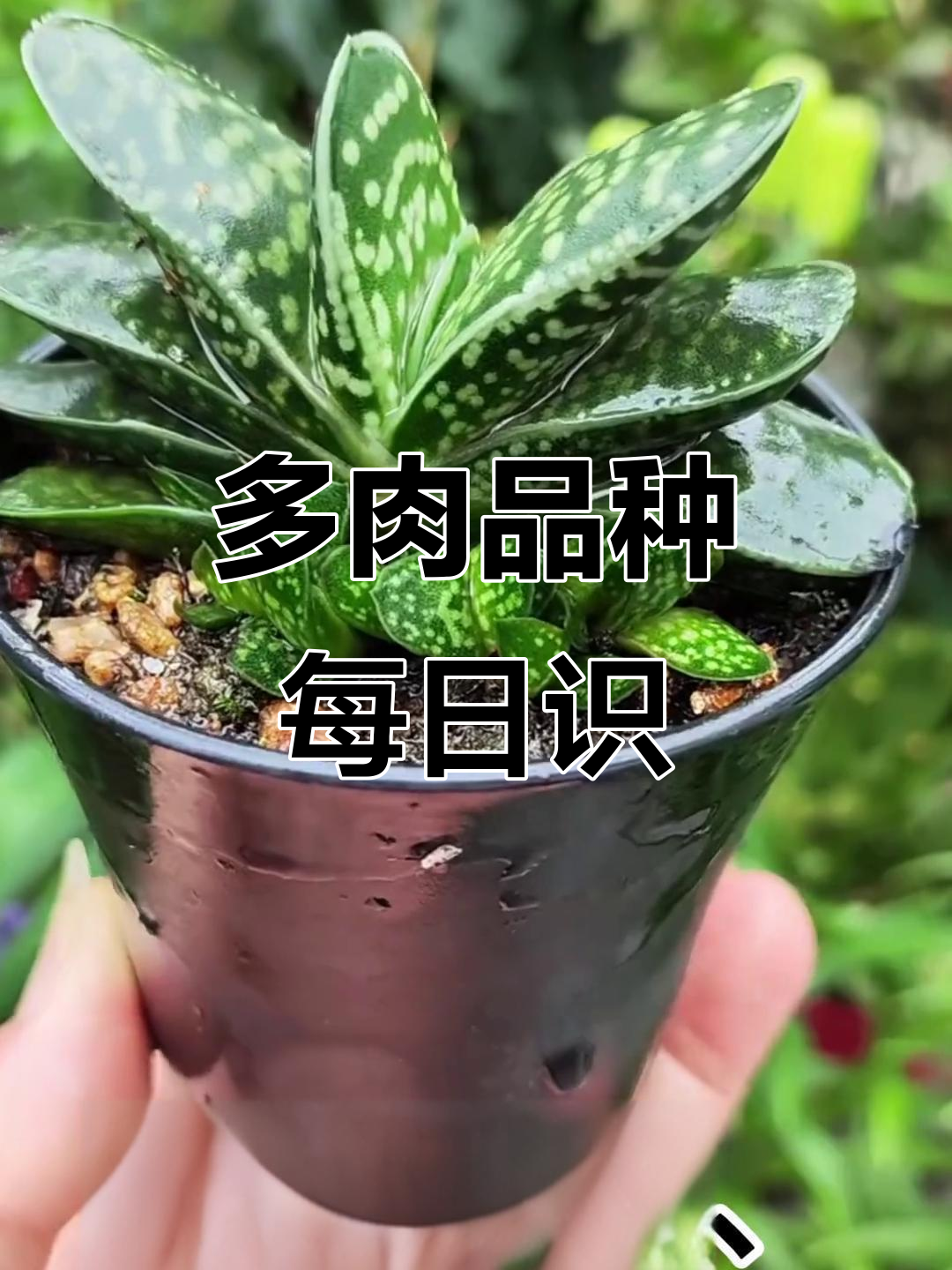 每天认识十种多肉植物,从子宝到赵鸡一网打尽