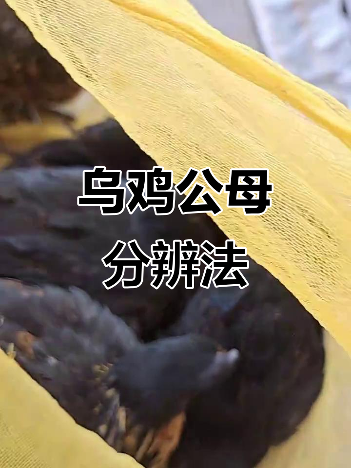 公母乌鸡辨别技巧,教你如何区分冠形与声音