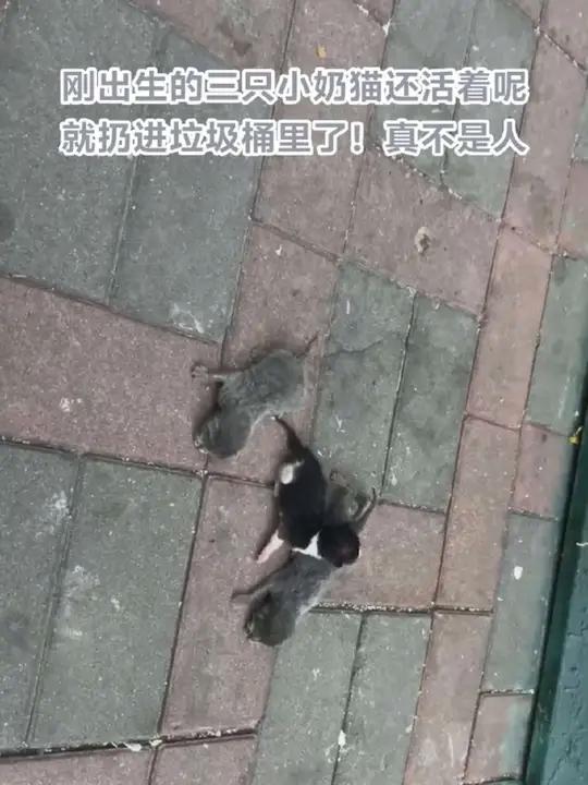 大家看看这扔猫的心肠有多狠,三只刚出生的小奶猫装袋里就直接扔进垃圾桶里了!幸亏发现人路过听