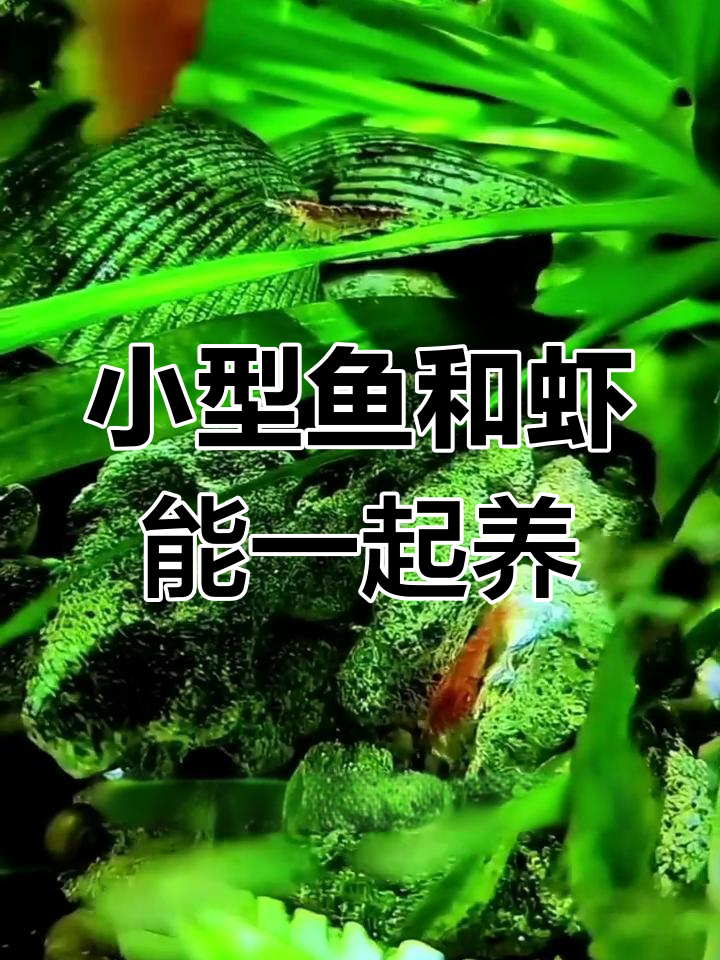 鱼虾混养技巧:小型观赏鱼与虾的和谐共处